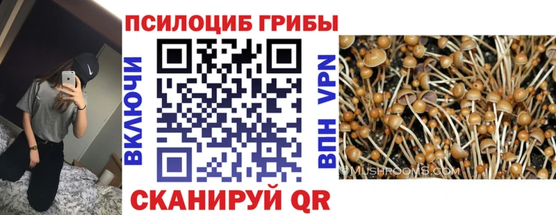 хочу наркоту  Касли  Галлюциногенные грибы Psilocybine cubensis 